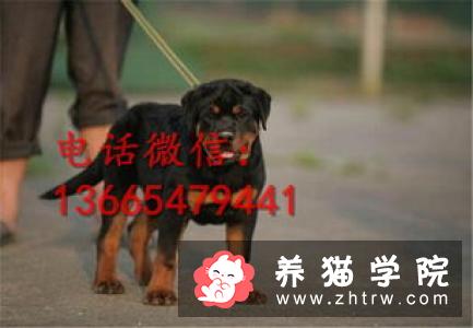 怎么喂养比特犬 比特犬幼犬喂养方法 猫病防治 养猫学院