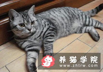 加州闪亮猫价格多少钱？加州闪亮猫的介绍