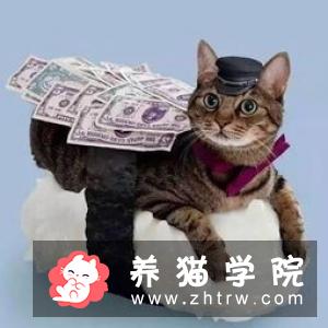 怎么给猫咪做金枪鱼蛋糕