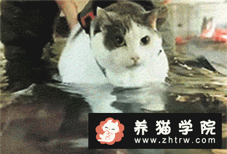 土耳其梵猫价格多少钱？土耳其梵猫的介绍