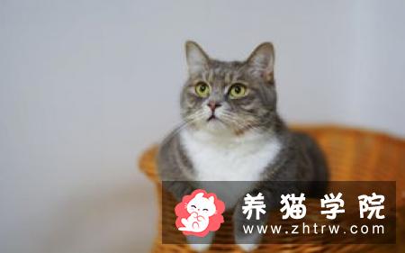 如何认识猫咪的身体？