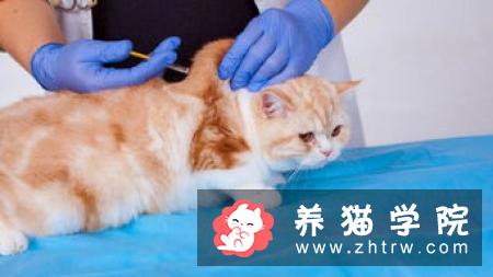 猫咪患上贫血症怎么办？猫咪贫血症状