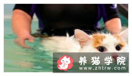 土耳其梵猫价格多少钱？土耳其梵猫的介绍