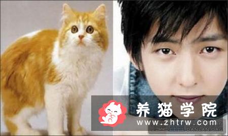 威尔士猫价格多少钱？威尔士猫的介绍