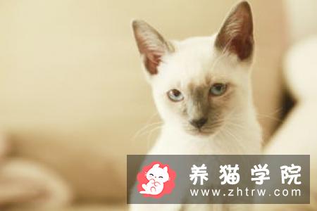 猫咪得了鼻气管炎怎么办？猫鼻气管炎如何防治