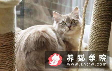 褴褛猫价格多少钱？褴褛猫的介绍