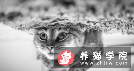 猫咪感染卡里西病毒怎么办？猫咪如何预防卡里西病毒