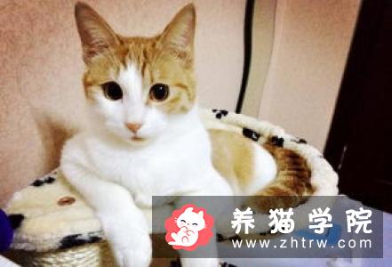 猫咪患上贫血症怎么办？猫咪贫血症状