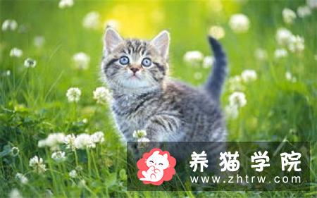 猫咪感染卡里西病毒怎么办？猫咪如何预防卡里西病毒