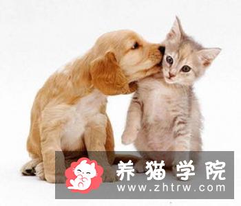 猫咪患上贫血症怎么办？猫咪贫血症状