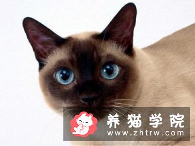 加州闪亮猫价格多少钱？加州闪亮猫的介绍