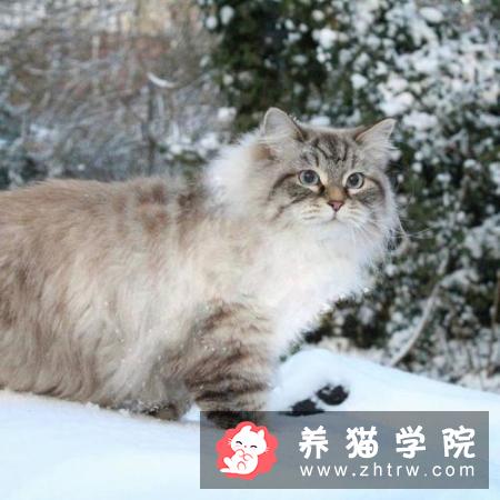 猫咪得了鼻气管炎怎么办？猫鼻气管炎如何防治