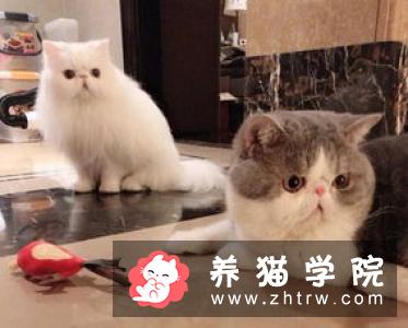 加州闪亮猫价格多少钱？加州闪亮猫的介绍