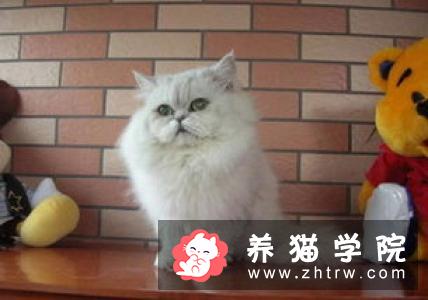 褴褛猫价格多少钱？褴褛猫的介绍