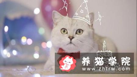 怎么给猫咪做金枪鱼蛋糕